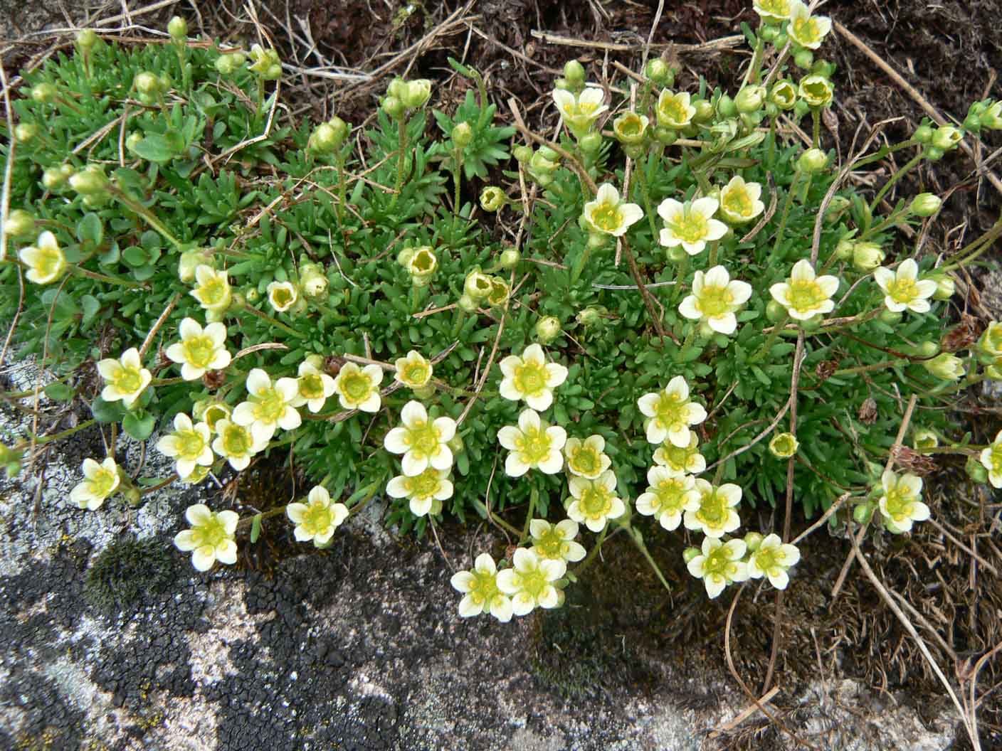 Saxifraga exarata subsp. moschata / Sassifraga muschiata